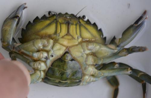Carcinus maenas